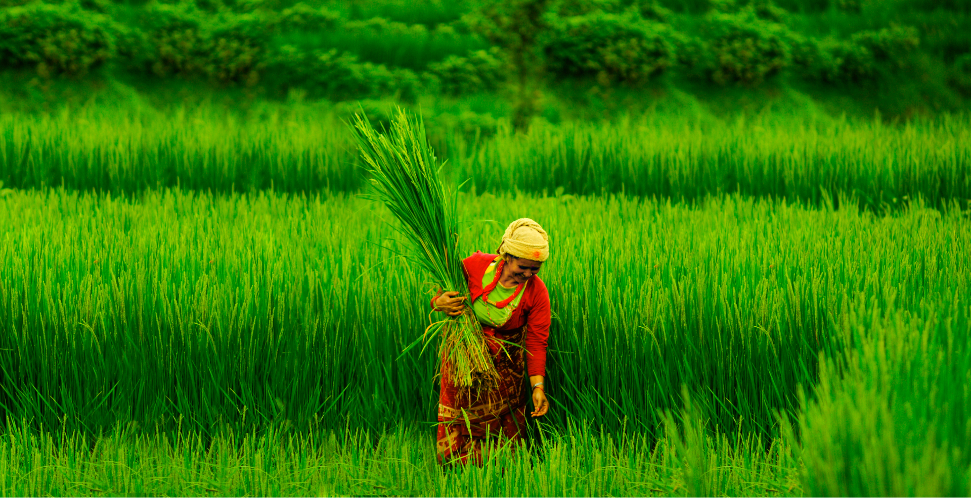 A Nepali farmer working in a vibrant green rice field
